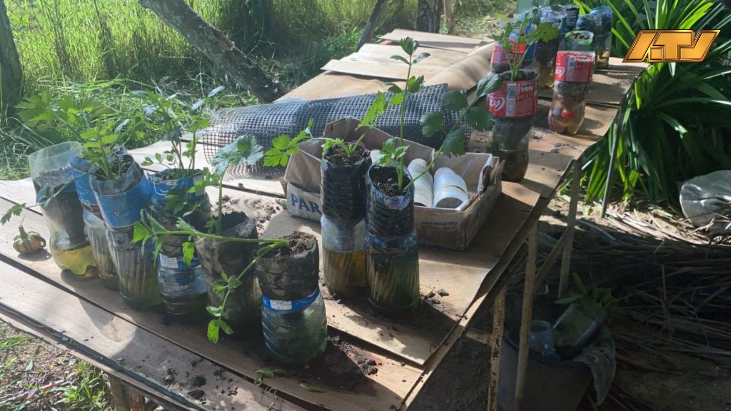 LVV stimuleert praktijkonderwijs met nieuwe donatie van groenteplantjes aan SO/VSO-school Welgedacht C