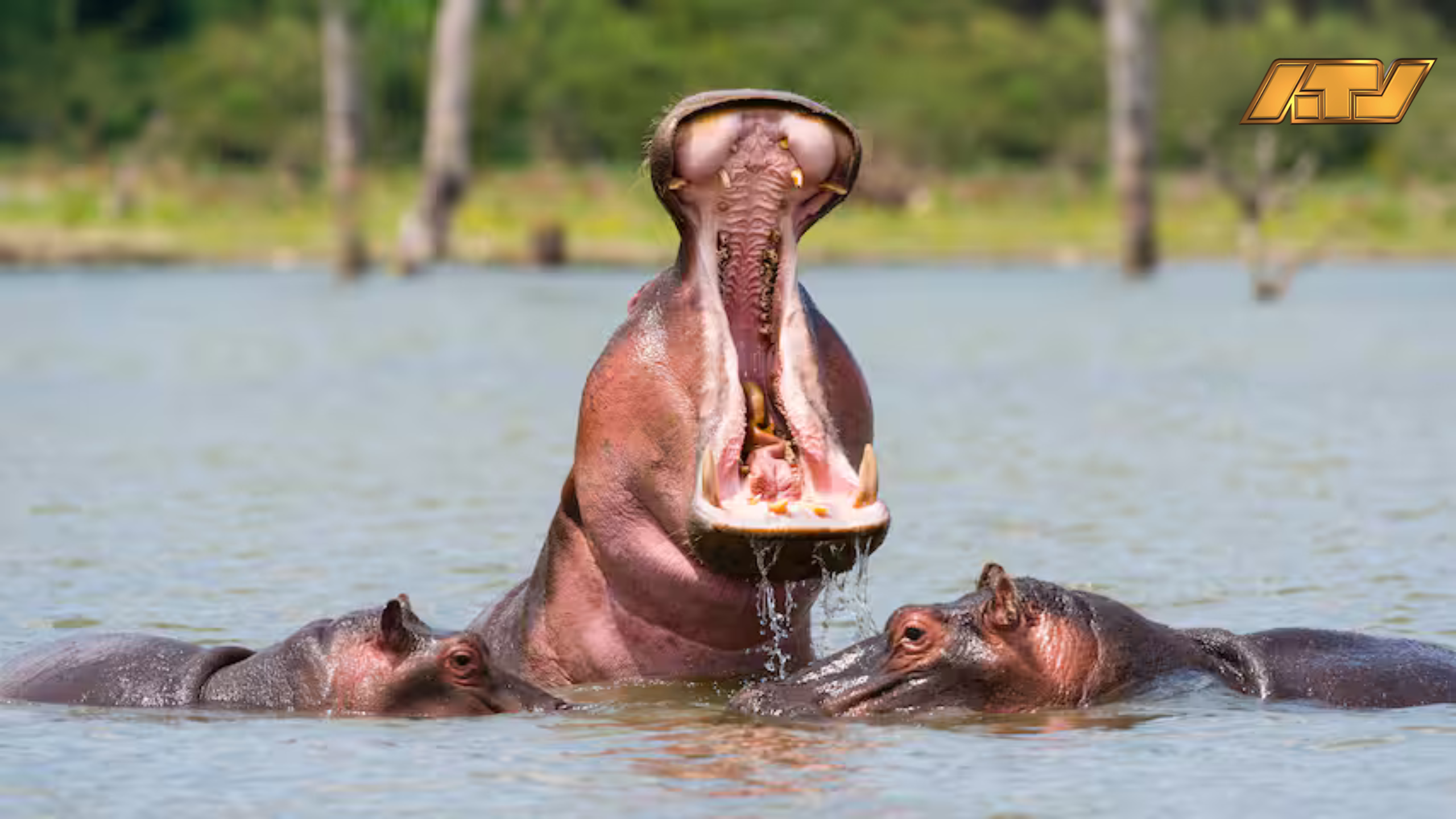 Dodelijke nijlpaardaanvallen bij meer in Kenia